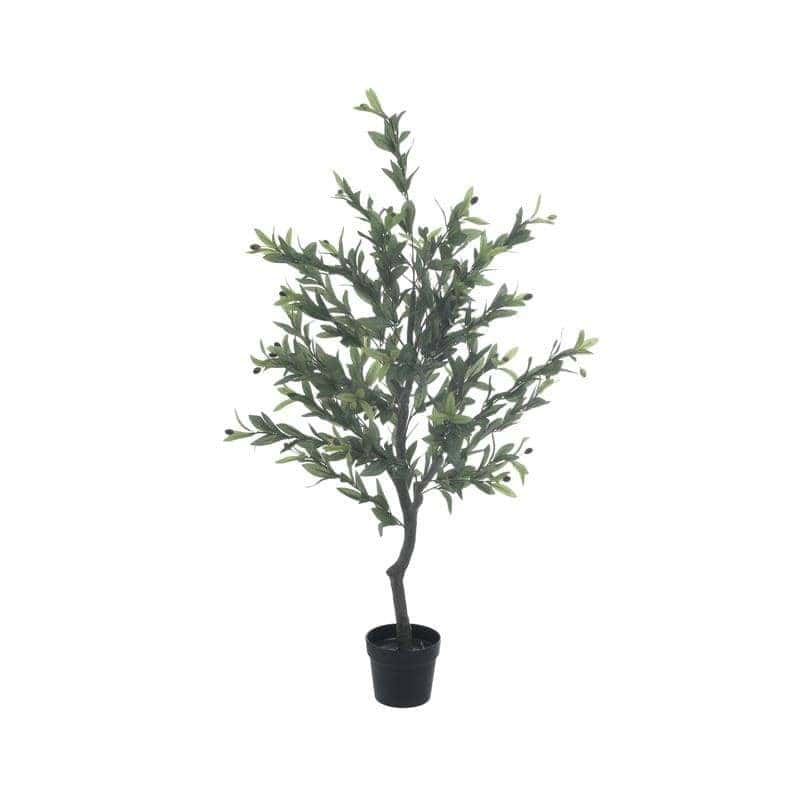 Olive Tree